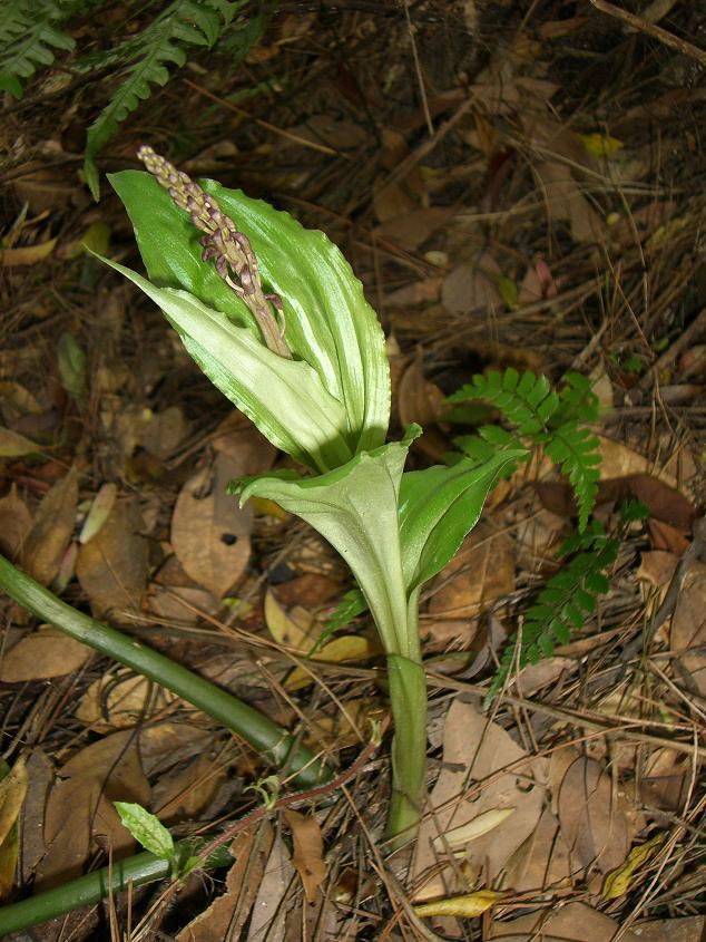 野生兰--大花羊耳蒜